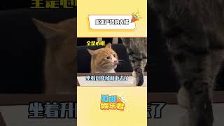 对方撤回一只大橘 #猫咪 #猫咪的心思都写在脸上了 cr猫猫开大会#shorts