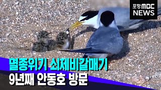 9년째 안동호 찾은 쇠제비갈매기..새끼 79마리 낳아 (2021.07.22/뉴스데스크/포항MBC)