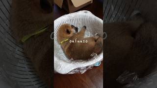 子犬 体重測定  2番　【柴犬ブリーダー桜諷荘】　#shorts #桜諷荘 #柴犬 #shibainu #出産 #子犬 #散歩