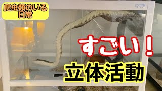 ヘビの立体活動がすごい！！って話。