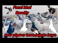 fazal bhai kabootarbazi lovers❤️urban pigeon pigeon passion