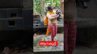 ഞാനറിയാതെ ആനകുട്ടിയെ ചേച്ചി നോക്കി 😳#trending #youtubeshorts #shorts