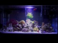 200 litre marine aquarium