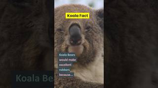 Are Koalas Sneaky? #koala #cute #trivia #shorts