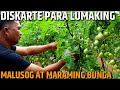 PAANO MAG ALAGA NG KAMATIS | ANG DISKARTE PARA LUMAKING MALUSOG AT MARAMING BUNGA | D' Green Thumb