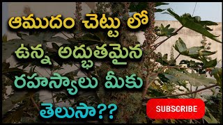 ఆముదం చెట్టు లో ఉన్న అద్భుతమైన రహస్యాలు మీకు తెలుసా?? ఆకుల ఆయుర్వేదం