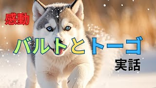 【必見】シベリアンハスキーの物語に涙する！バルトとトーゴの感動の実話とは…！