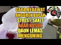 CARA MERAWAT ANGGREK BULAN - AGAR ANGGREK BULAN SEHAT CEPAT BERBUNGA - UNBOXING ANGGREK BEKAS RENTAL