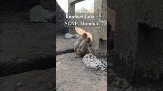 Monkeys Of Kanheri Caves #wildlife #kanheri #buddha #monkey #sgnp #borivali #mumbai #nationalpark