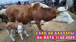 🚨СААН УЙ МУЗООЛУУ УЙ БААЛАРЫ😱🔥 | АК-БАТА МАЛ БАЗАРЫ 11.02.2025