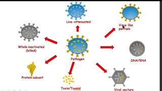 Immuno prophylaxis / Live Vaccine / Conjugate Vaccine /  Immunology /  Microbiology