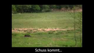 Ansitz auf Sauen, Saujagd, Boar hunt, wild boar hunt