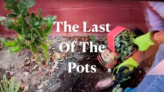 Repotting and Relocating Succulents on my Patio #3 of 3