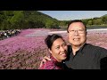 breathtaking beauty of shibazakura flower festival japan