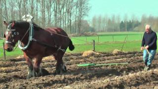 Ploegen in Berlaar en Herselt