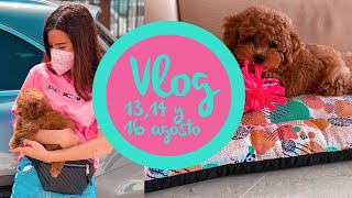 VLOG | Te presento a ROLLY mi caniche toy 🐶(primeras 48 horas en casa) + looks del día...👗