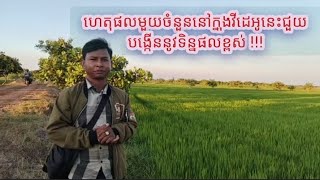 ហេតុផលមួយចំនួននៅក្នុងវីដេអូនេះជួយបង្កើននូវទិន្នផលខ្ពស់ !!!