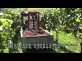 Weingut Georgiberg in Englisch/Chinesisch