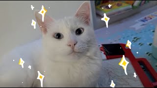 ENG) 사이좋은 고양이 / 고양이 일상 / 힐링영상 (a friendly cat / cat routine / healing video)