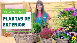 5 Plantas resistentes al frío para el jardín | Plantas en VERDECORA