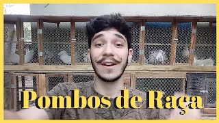 CRIAÇÃO de POMBOS ORNAMENTAIS em CASA !! Vida Animal