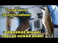 Suara trucuk betina birahi memangil jantan..ampuh untuk jebol birahi trucuk malas bunyi