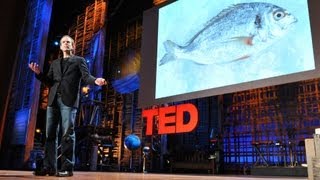How I fell in love with a fish - Dan Barber