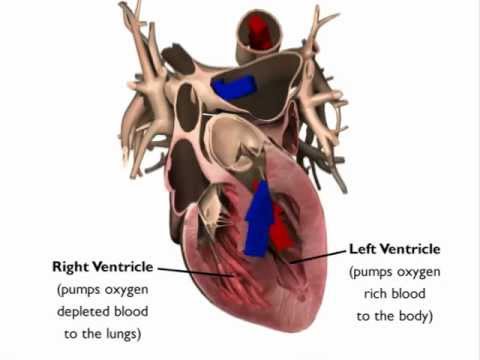 Heart Animation Heart Anatomy Demonstratives Esi Youtube