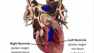 Heart Animation: Heart Anatomy | Demonstratives | ESi