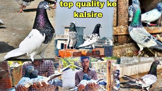 original kalsire top quality ke.|| कलसिरे कबूतर ||#youtube #trending #viralvideo #pigeon