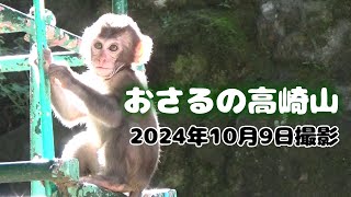 おさるの高崎山　2024年10月9日撮影