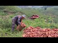 Harvest lots of sweet potatoes on steep mountain slopes to sell at the market | harvest & sales