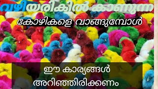 റോഡരികിൽ കാണുന്ന കളർ കോഴികളെ വാങ്ങുന്നവരാണോ നിങ്ങൾ