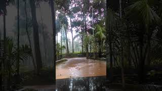 The sound of rain ♥️ वर्षा / மழை / مطر / বৃষ্টি / lluvia / 비雨 #short #shortvideo #rain