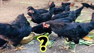 கைராலி கோழி வளர்ப்பு | Kairali Koli Valarpu Tamil | Black Hen Poultry | Muttai Koli Valarpu