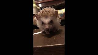 ハリネズミ ピンクマウス食べる動画hedgehog （食事中閲覧注意）