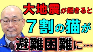 【前編】災害専門の獣医が地震や災害が起きた時に猫を守る方法を解説