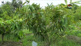 Deepto Krishi/দীপ্ত কৃষি - পটুয়াখালী বিজ্ঞান ও প্রযুক্তি বিশ্ববিদ্যালয়, পর্ব ২৪৮