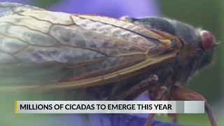 Millions of cicadas to emerge this year