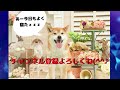 【犬のしつけ】ワンちゃんの正しい褒め方についてドッグトレーナーが解説！！