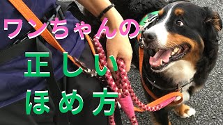 【犬のしつけ】ワンちゃんの正しい褒め方についてドッグトレーナーが解説！！