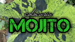 colocasia mojito