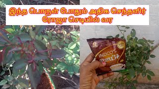 வெயில் காலத்தில் செந்தளிர் அதிகம் வர இது போதும்@Avilaorganicgardenathome