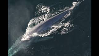 Listen to whale songs change pitch over time