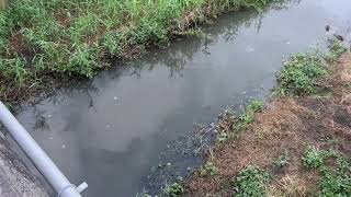 ハルくんと川散歩　大雨の後は面白い