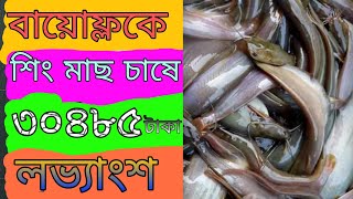 বায়োফ্লকে শিং মাছ চাষে ৩০৪৮৫ টাকা লভ্যাংশ, az utv.