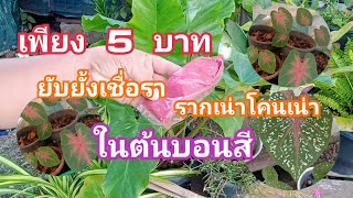 ป้องกันเชื้อรารากเน่าโคนเน่าในต้นบอนสี งบ 5 บาท