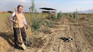 Gemologların hocası da zeytin ağaçlarını dikerek ağaç dikim cinsinde kampanya başlattı.