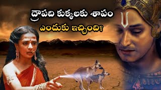 ద్రౌపది కుక్కలకు శాపం ఎందుకు ఇచ్చింది?..... Why draupadi cursed dogs........