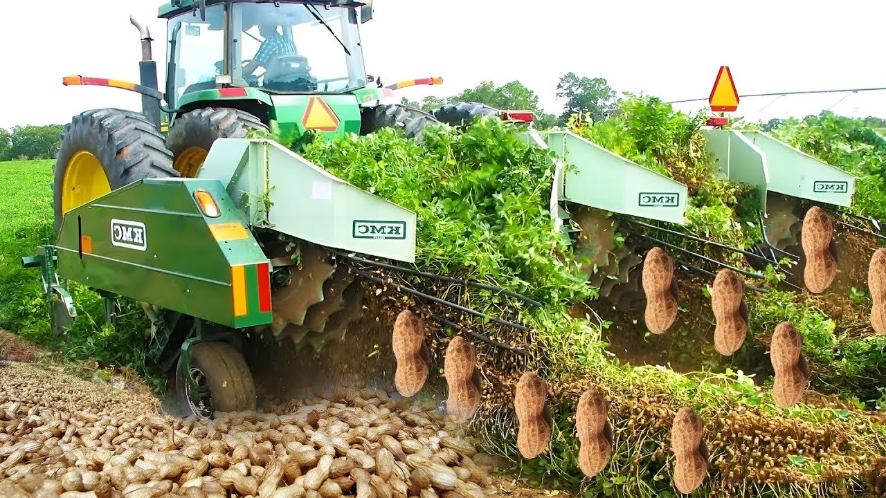 рџґњpeanut Big Farming Harvesting Processрџґњрџґњpeanut Farming Modern